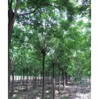 供应国槐 金枝槐 金叶槐 黄金槐 1-2年冒造型国槐