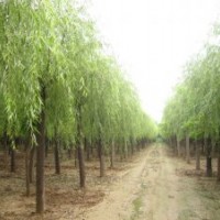 法桐，白蜡，火炬树，柳树，各种小苗。