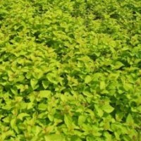 金山金艳，红叶李，黄刺玫，紫叶稠李