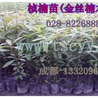 桢楠苗(金丝楠木苗) 种子 袋苗(10-45公分高)；地苗(10-150公分高