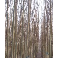 金丝柳 黄柳 金丝柳价格