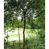 供应木荷，安徽供应木荷，2-15公分木荷大量供应
