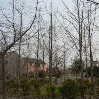 供应 实生.嫁接银杏树