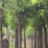 火炬苗火炬树苗山西火炬苗火炬小苗价格