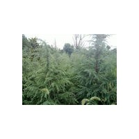 雪松 广玉兰 白玉兰 马褂木 香樟