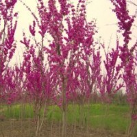 本场低价出售丛生紫荆.丛生紫薇.丛生木槿.丛生榆叶梅.