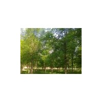 供窄冠杨毛白杨，椿树，107苗，法桐，国槐白蜡，柳树等苗木