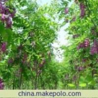 河北香花槐 保定香花槐 香花槐小苗 大规格香花槐