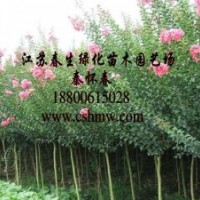 供：大叶女贞，紫薇，红叶李，垂柳，垂槐，樱花，沙地