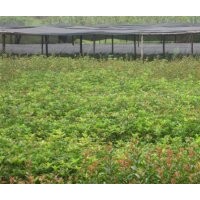 供应桂花苗/桂花小苗/桂花树/红叶石楠苗