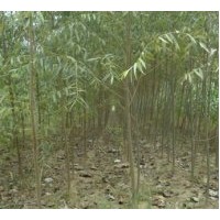 供应国槐 椿树 合欢 白蜡 柳树 毛白杨 107 法桐