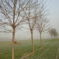 国槐 8-40公分国槐 国槐价格 山东国槐基地