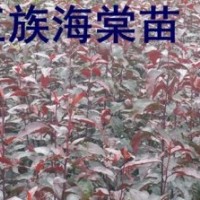 光辉海棠，王族海棠