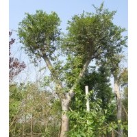 安徽乌桕 三角枫 1-15公分供应100万株乌桕