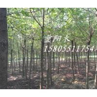 供应5公分国槐，6公分国槐，8公分国槐，10公分国槐
