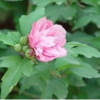 大量供应米径2-3CM木槿