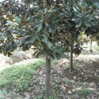 大降价广玉兰价格 广玉兰苗圃 广玉兰基地