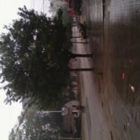 国槐树 22公分国槐树