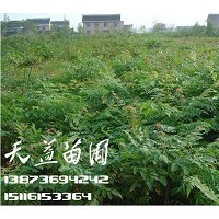 栾树,栾树价格—常德天益栾树基地