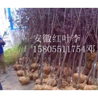 安徽合肥馆驿苗木场常年出售2-15公分红叶李（紫叶李）