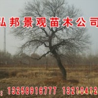 常年供应杜梨 刺槐