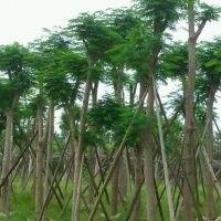 绿化苗木凤凰木-基地绿化苗木凤凰木