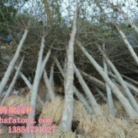 各种法桐，白蜡，国槐，樱花，合欢，大叶女贞等苗木