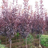 供应苗木：黄金树，青扦叶杉，紫叶稠李。