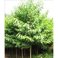 出售五角枫苗，国槐苗，白蜡苗，紫叶李苗。