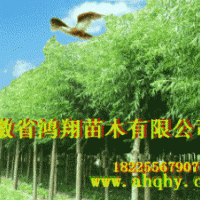 美国竹柳小苗扦插段2公分3公分6公分8公分美国竹柳价格