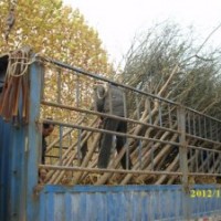 国槐、白蜡、法桐乔灌木供应