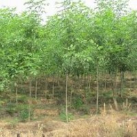 速生柳,山西速生柳,速生杨,速生白蜡,速生国槐,垂柳