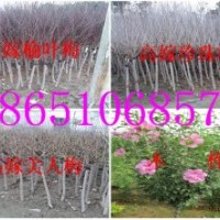 供应：榆叶梅、珍珠梅、美人梅、木槿