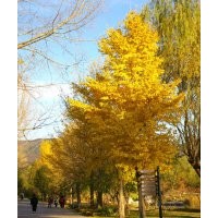 长期供应2—50公分银杏树，嫁接树。另供国槐，垂柳，石榴，臭椿