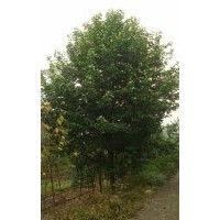 成都千蜀园林供应8-12cm乐昌含笑