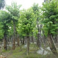 羊蹄甲 红花羊蹄甲 成都羊蹄甲