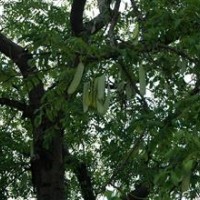 供应皂角小苗山西皂角皂角树皂角图片皂角价格