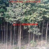 安徽大叶女贞 红叶李 香樟 广玉兰