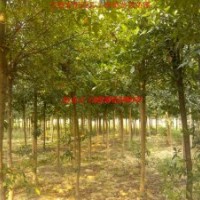 杜英、大叶女贞、香樟、乌桕、三角枫、桂花、红叶李、大叶女贞