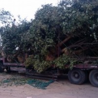 大叶女贞、香樟、乌桕、紫薇、广玉兰、三角枫、朴树