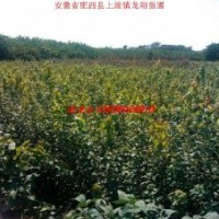 三角枫小苗、乌桕、红叶李、大叶女贞、广玉兰、香樟、椤木石楠