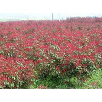 红叶石楠 垂柳,桂花,红枫