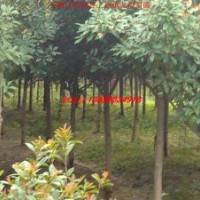 红叶石楠、高杆石楠、红叶李、大叶女贞、香樟