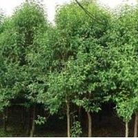 叶女贞造型修剪时的注意事项