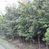 成都小叶榕供应 8-10cm