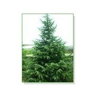 供应雪松、蜀桧、广玉兰、白玉兰、垂柳、红叶石楠、紫薇、红叶李