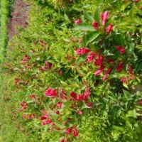 供应河北定州各种花灌木