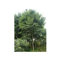 杜仲价格，杜仲树苗价格，2013年杜仲小苗价格怎么样