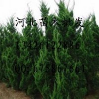 供应白皮松 白皮松哪里便宜 大量出售白皮松 白皮松基地 白皮松