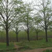 15-25公分银杏价格